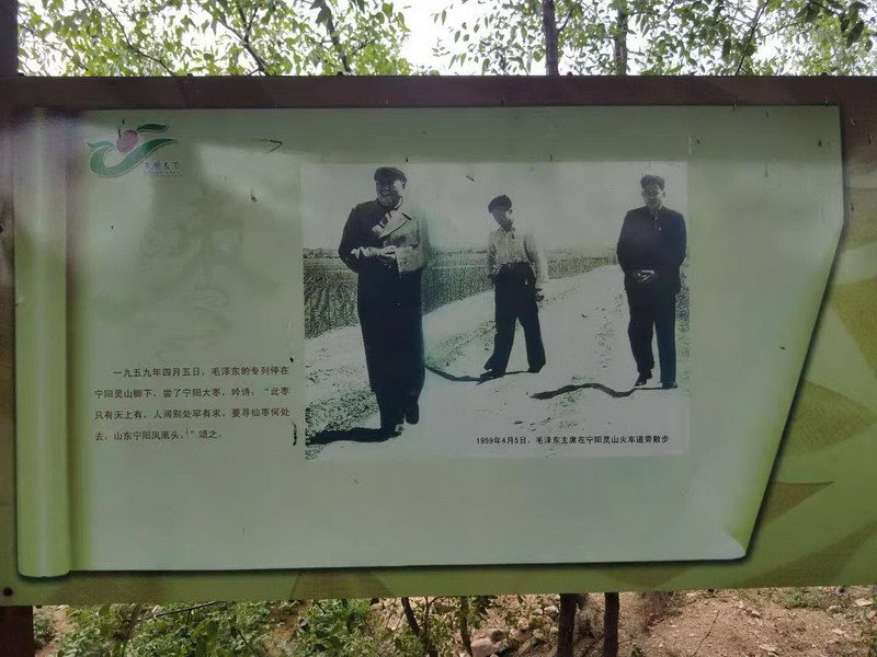 宁阳县“大枣之乡”(图7)