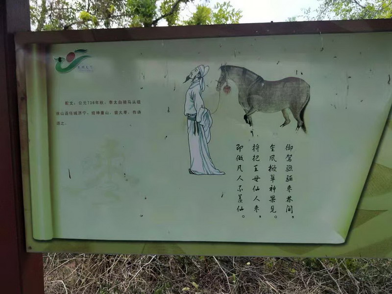 宁阳县“大枣之乡”(图5)